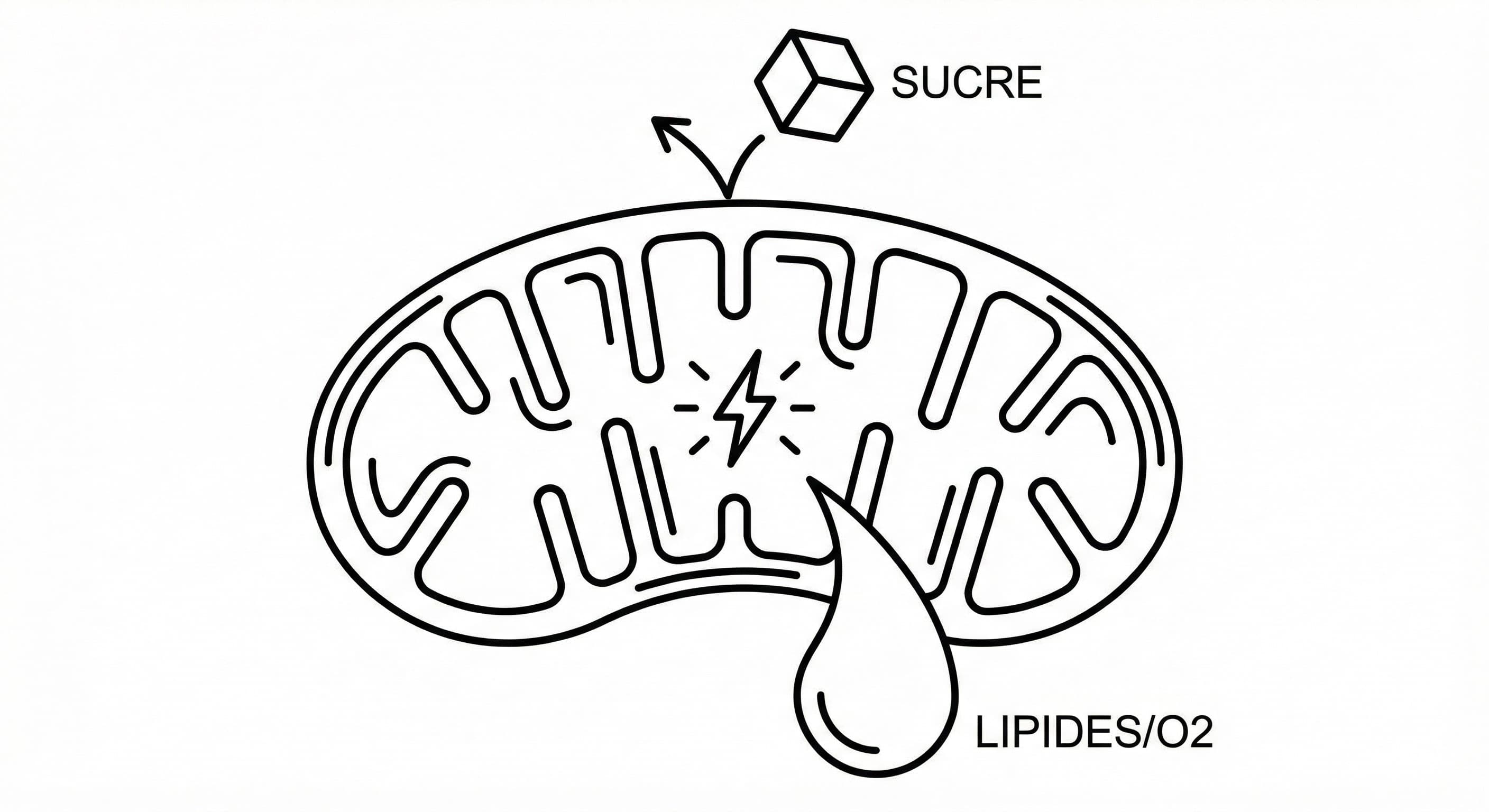 Cancer & Mitochondries : Et si tout était une question d'énergie ?